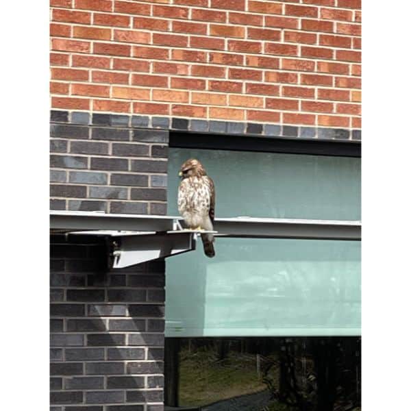 Prairie Falcon