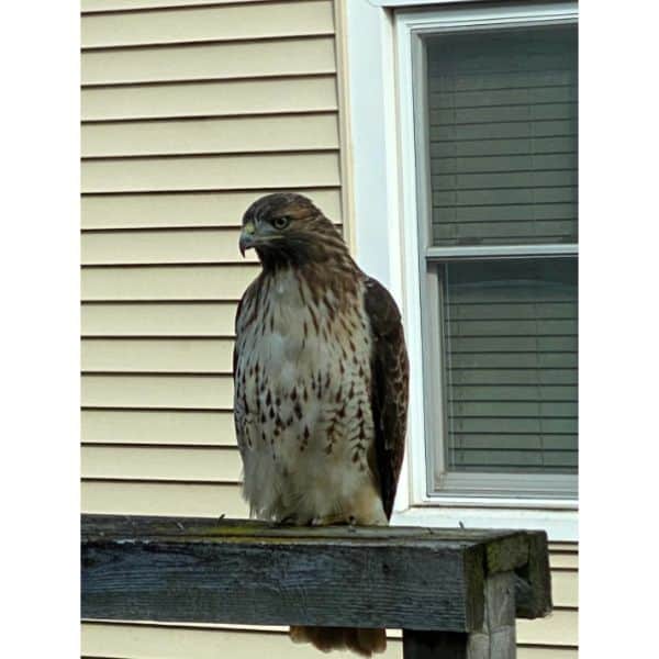 Red-Shouldered Hawk