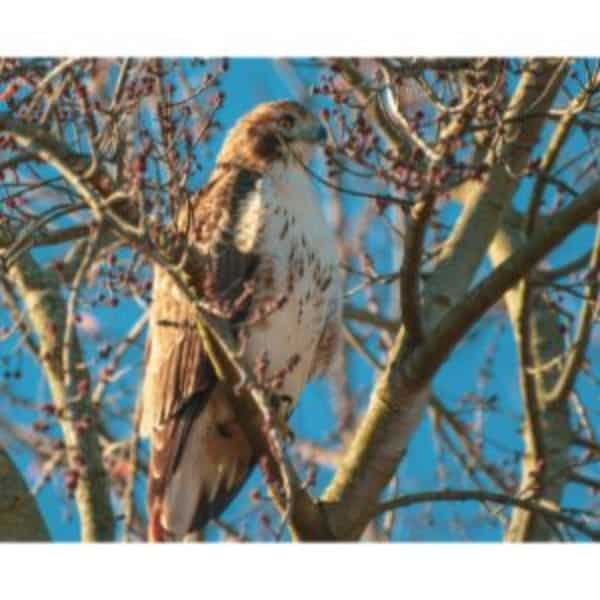 Red-Tailed Hawk