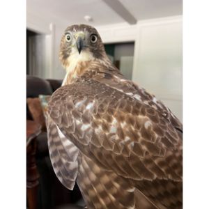 Red-Tailed Hawk