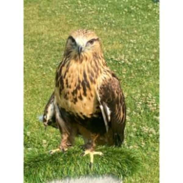 Rough-legged Hawk