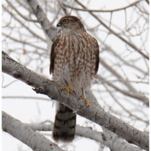 Sharp-Shinned Hawk