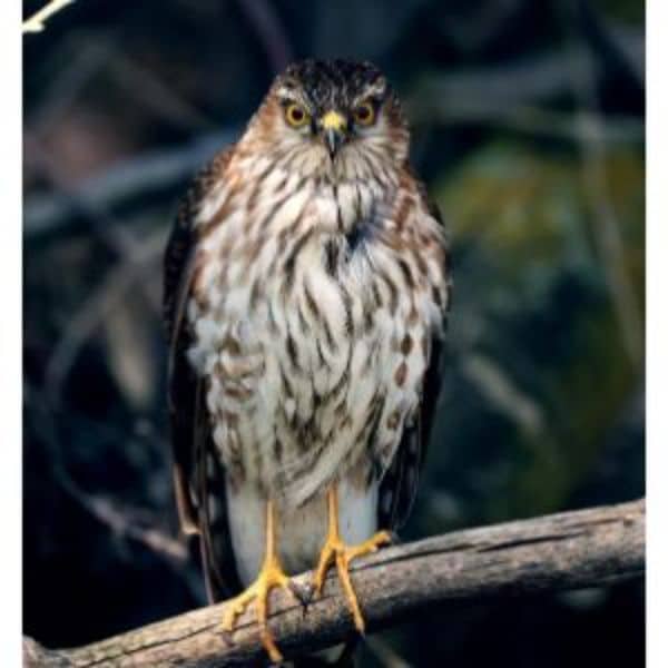 Sharp-shinned Hawk