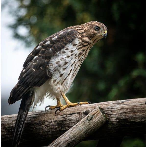 Sharp-shinned Hawk