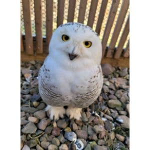 Snowy Owl