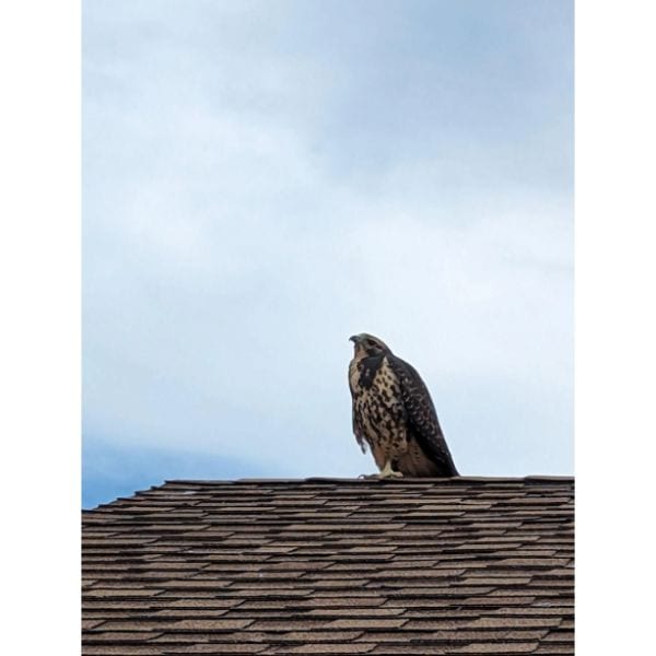 Swainson's Hawk