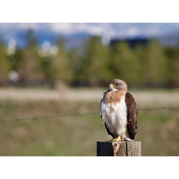 Swainson’s Hawk