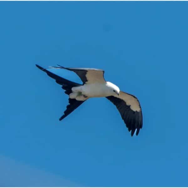 Swallow-tailed Kite