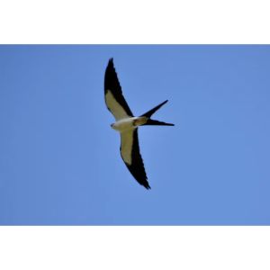 Swallow-tailed Kite