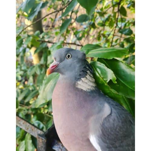 The Dangers of Using Pigeon Poison