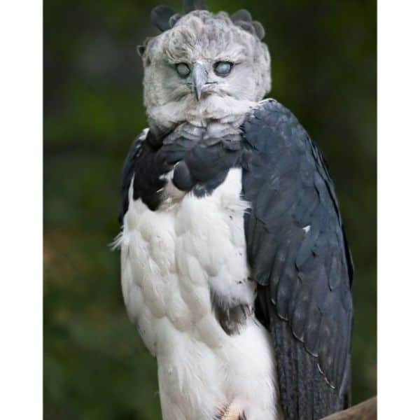 The Harpy's Eagle
