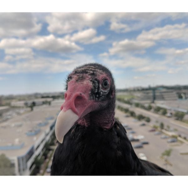 Turkey Vulture