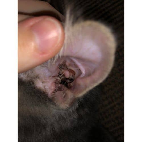 What Are Ear Mites