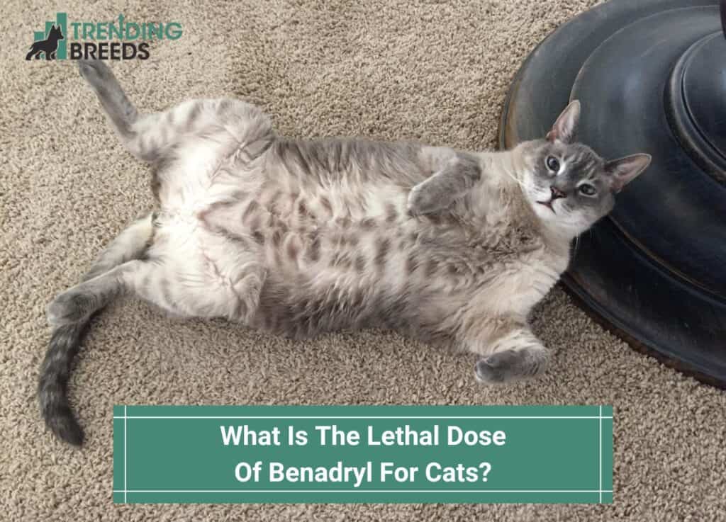 What Is The Lethal Dose Of Benadryl For Cats-template