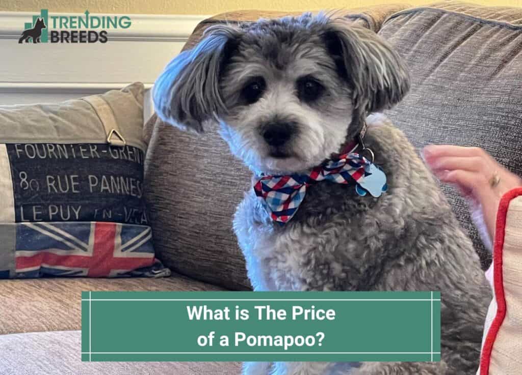 What is The Price of a Pomapoo-template