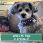 What is The Price of a Pomapoo-template