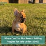 Where Can You Find French Bulldog Puppies for Sale Under 00-template