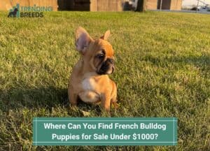 Where Can You Find French Bulldog Puppies for Sale Under $1000-template