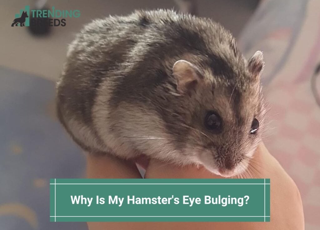 Why Is My Hamster's Eye Bulging-template