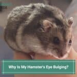 Why Is My Hamster's Eye Bulging-template