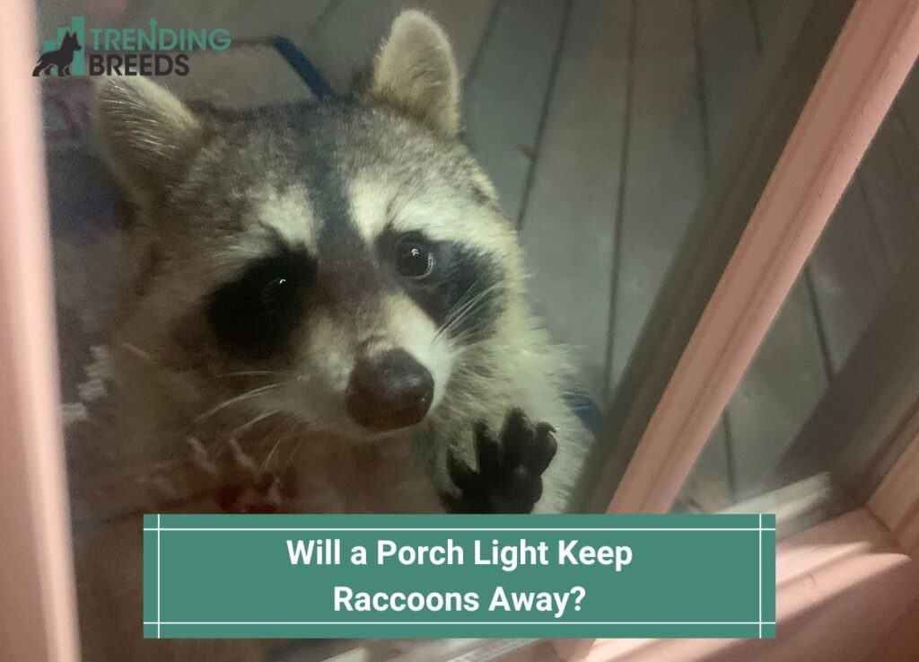 Will a Porch Light Keep Raccoons Away-template