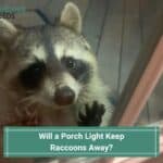 Will a Porch Light Keep Raccoons Away-template