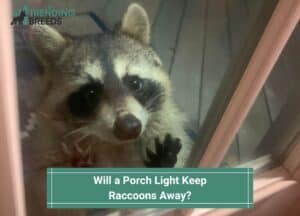 Will a Porch Light Keep Raccoons Away-template