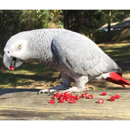 African Gray