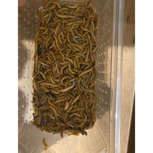 Are Mealworms Harmful