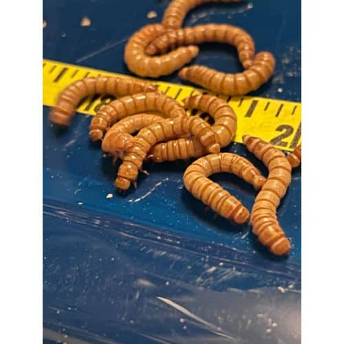 Can A Mealworm Bite Me