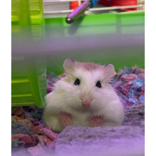 Can I Stop My Hamster from Getting Cancer