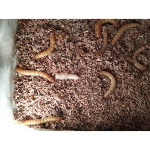 Can Mealworms Bite Other Animals or Insects