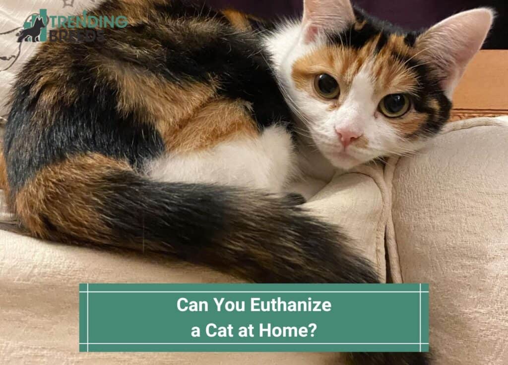 Can You Euthanize a Cat at Home-template