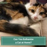 Can You Euthanize a Cat at Home-template