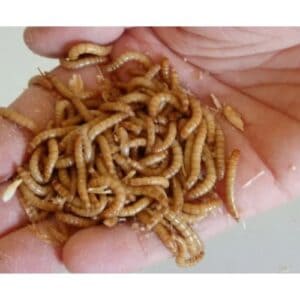 Conclusion For Do Mealworms Bite