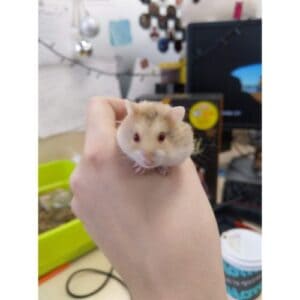 Conclusion For Does My Hamster Have Down Syndrome
