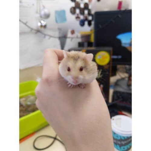 Conclusion For Does My Hamster Have Down Syndrome Trending Breeds