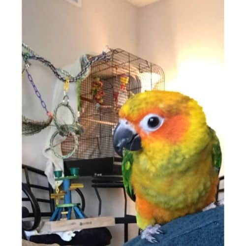 Conures