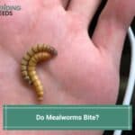 Do Mealworms Bite-template