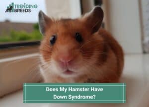 Does My Hamster Have Down Syndrome-template