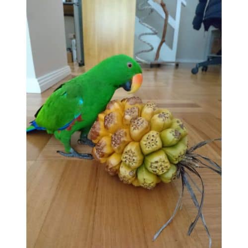 Eclectus