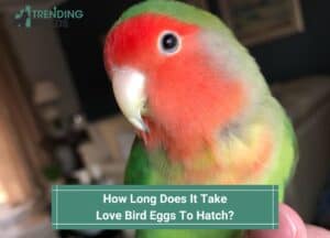 How Long Does It Take Love Bird Eggs To Hatch-template (1)