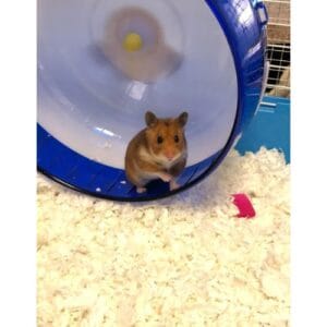 How to Deal With Craniofacial Abnormalities in Hamsters