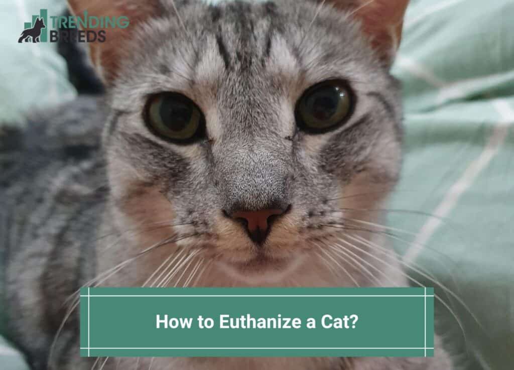 How to Euthanize a Cat-template