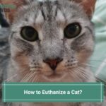 How to Euthanize a Cat-template