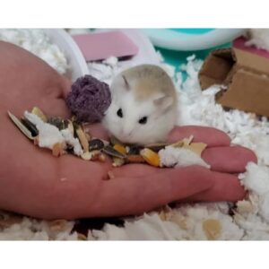 How to Find Out If My Hamster Has Cancer