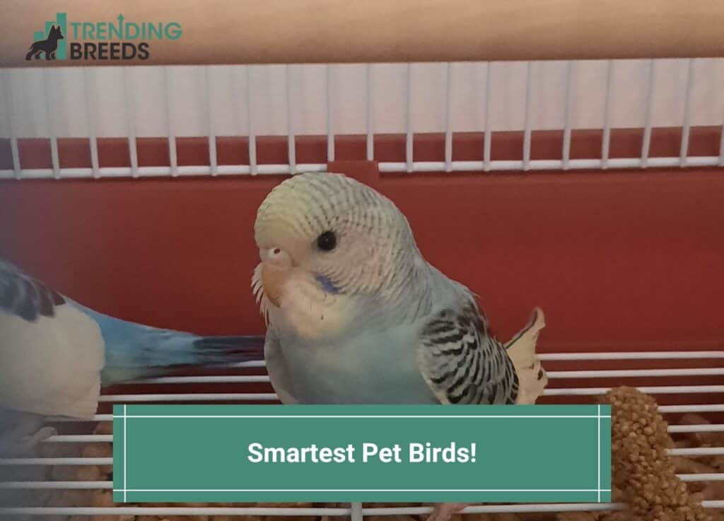 Smartest Pet Birds-template
