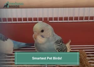 Smartest Pet Birds-template