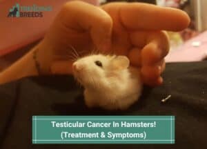 Testicular Cancer In Hamsters-Treatment & Symptoms-template