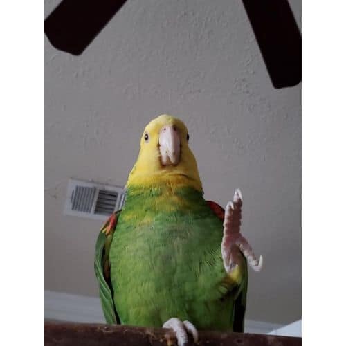 Tips For Training Your Pet Bird